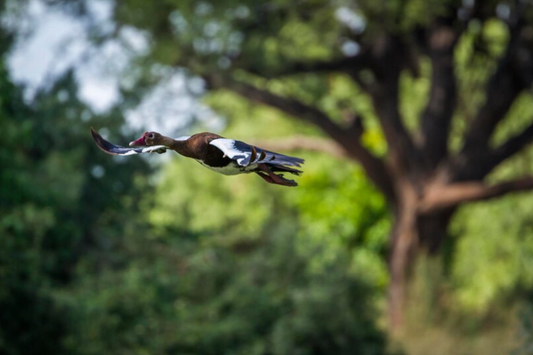 2024's Best Picks: Exploring the Top 3 Drones for Exceptional Bird Photography!