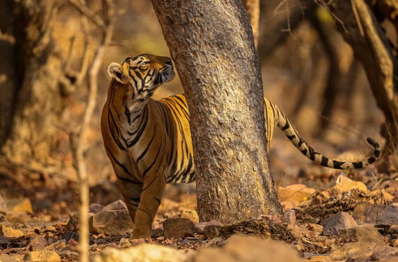Exploring Nature's Marvels: Choosing the Best Drones for Wildlife Filming in 2024!