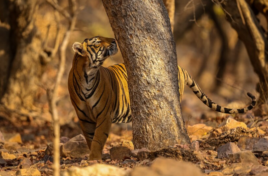 Exploring Nature's Marvels: Choosing the Best Drones for Wildlife Filming in 2024!