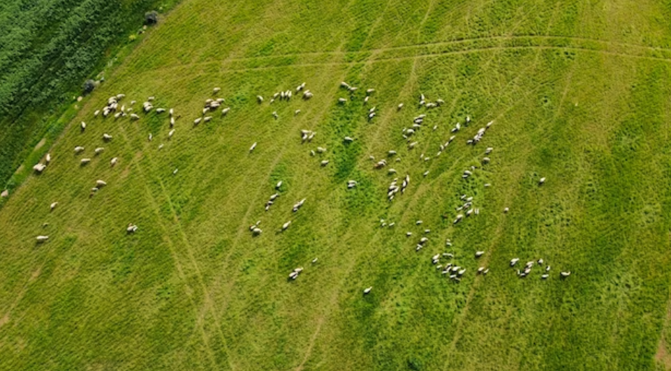 Discovering the Top Drones for Ranchers: A Comprehensive Guide to Skydio 2, Bigly Brothers GD96, and Ace 2 Pro for Cattle Monitoring!