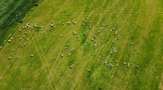 Discovering the Top Drones for Ranchers: A Comprehensive Guide to Skydio 2, Bigly Brothers GD96, and Ace 2 Pro for Cattle Monitoring!
