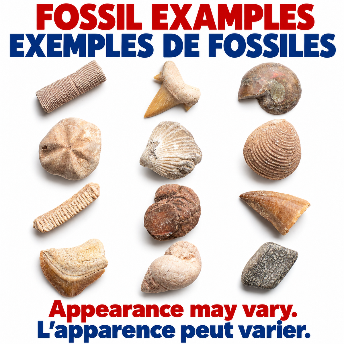 Bigly Brothers Fossil Dig Kit 3-Pack — Dinosaur Fossil Excavation Kits for Kids